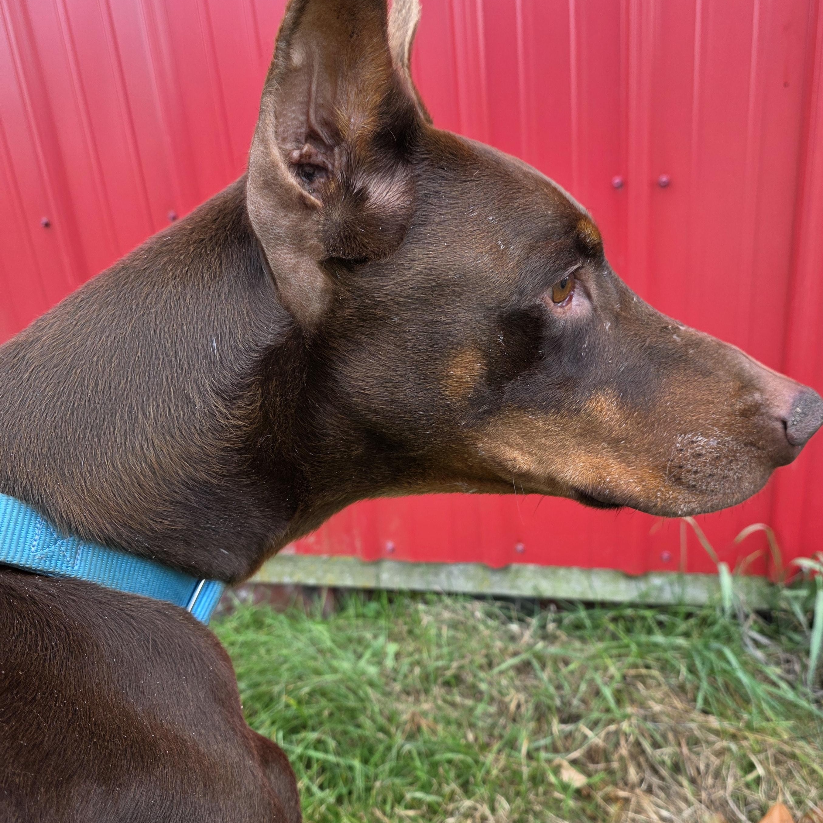 Enlarge Johnny, an adoption pending Doberman Pinscher in Battle Creek, MI image 3/5