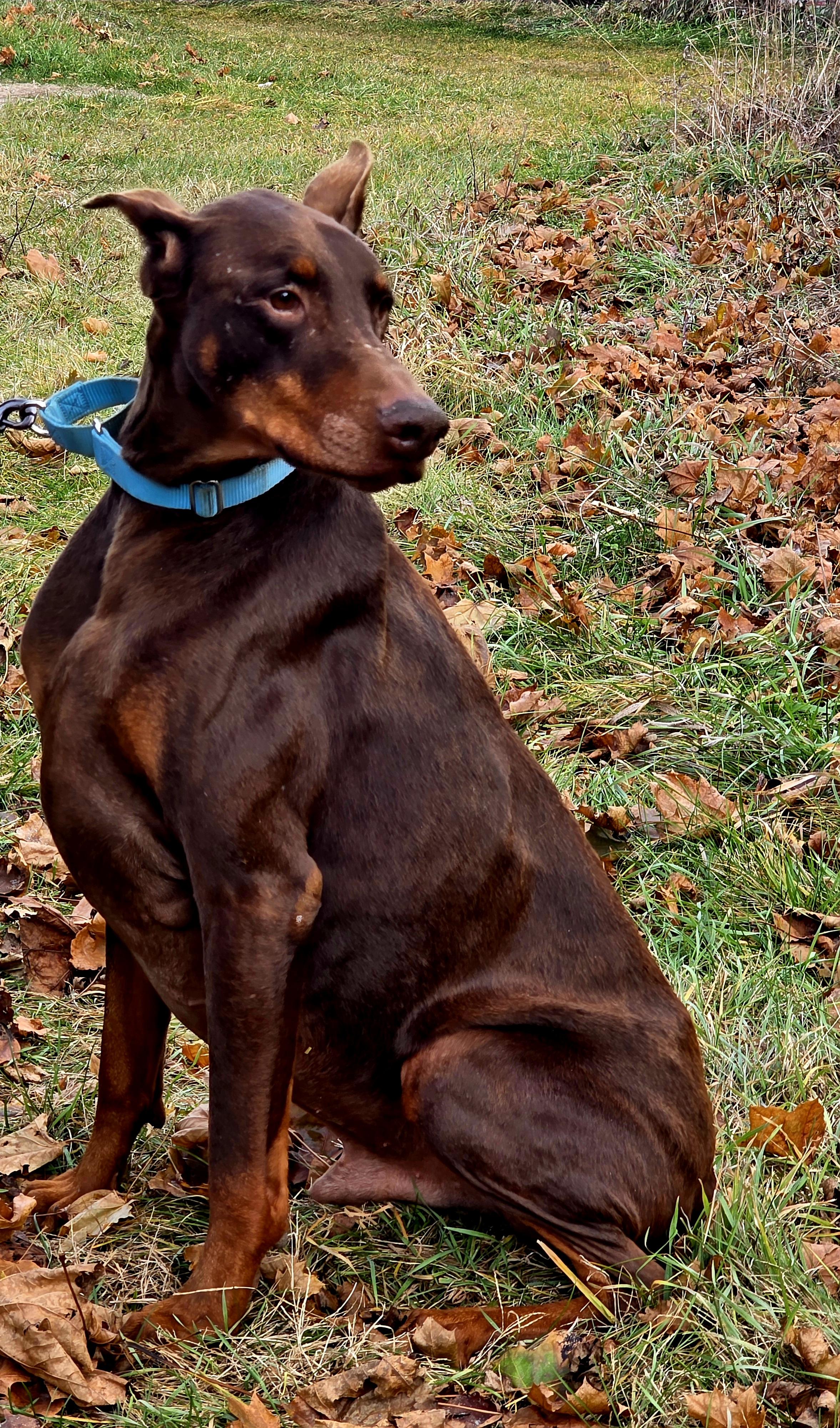 Enlarge Johnny, an adoption pending Doberman Pinscher in Battle Creek, MI image 4/5