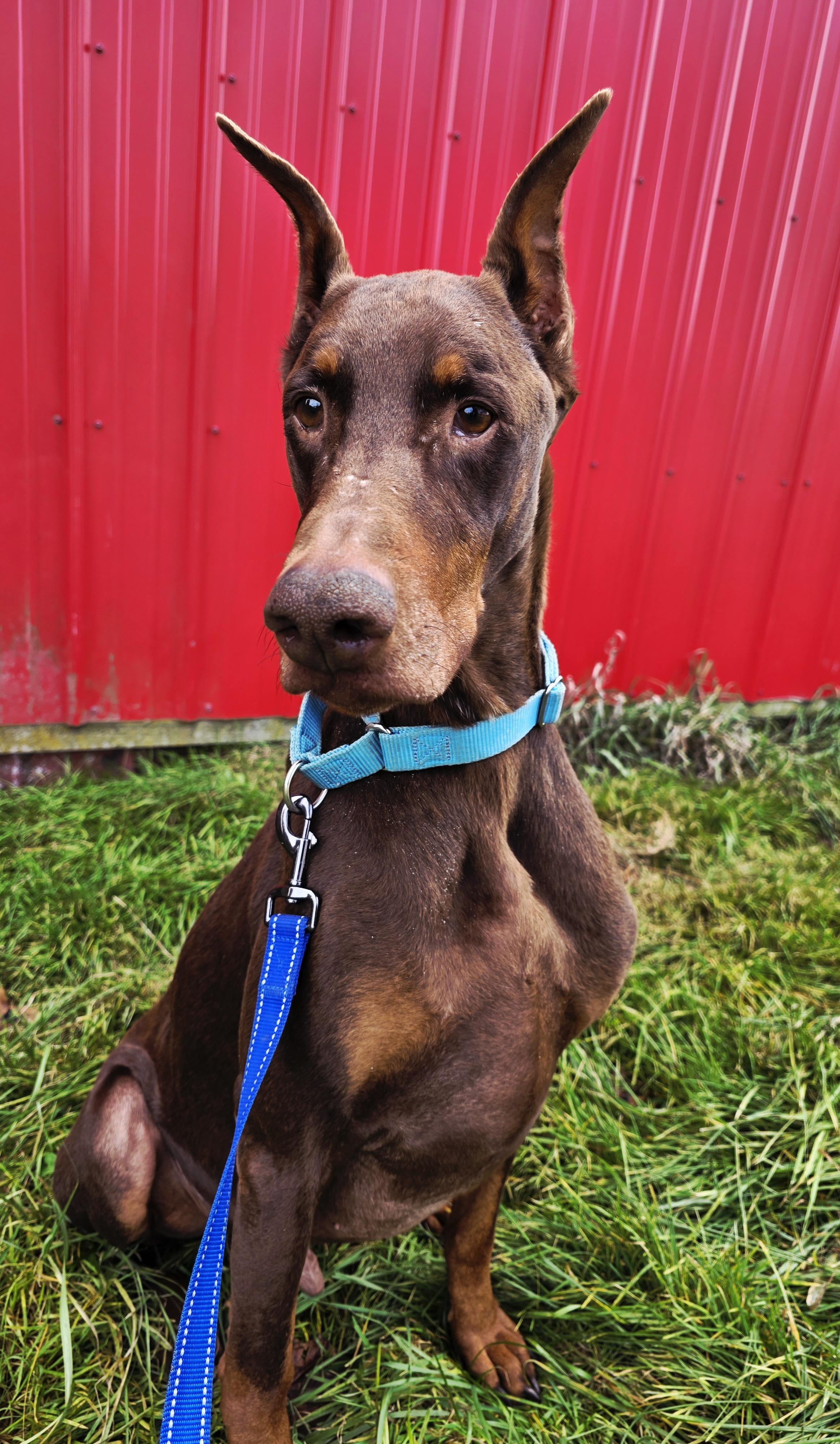 Enlarge Johnny, an adoption pending Doberman Pinscher in Battle Creek, MI image 5/5