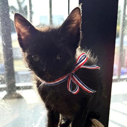 Kisses, a Adoptable Domestic Short Hair in Oakland Park, FL image 1/3