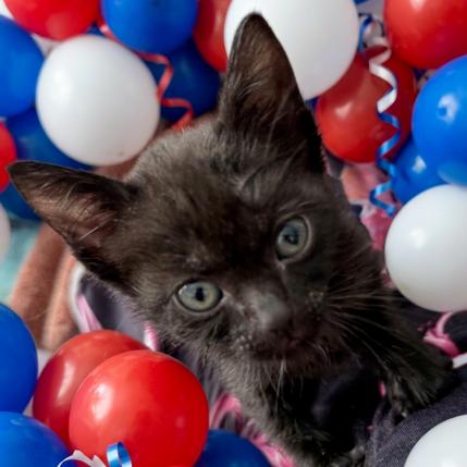 Kisses, a Adoptable Domestic Short Hair in Oakland Park, FL image 2/3