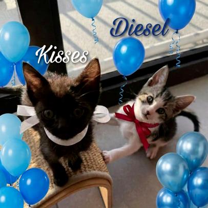 Kisses, a Adoptable Domestic Short Hair in Oakland Park, FL image 3/3
