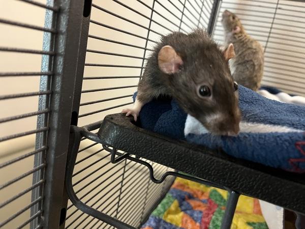 Ramen - Companion to Miso & Udon, Adoptable, Young Male Rat.