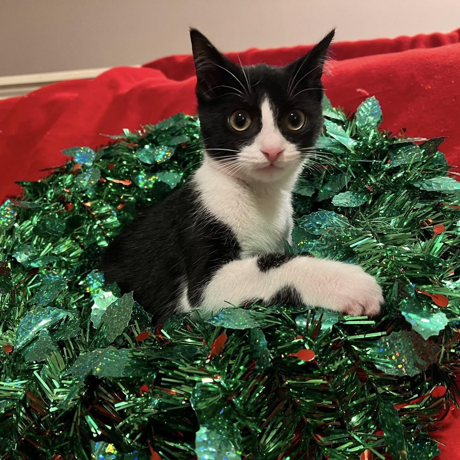 Rugelach, ADOPTABLE, Kitten Female Domestic Short Hair.