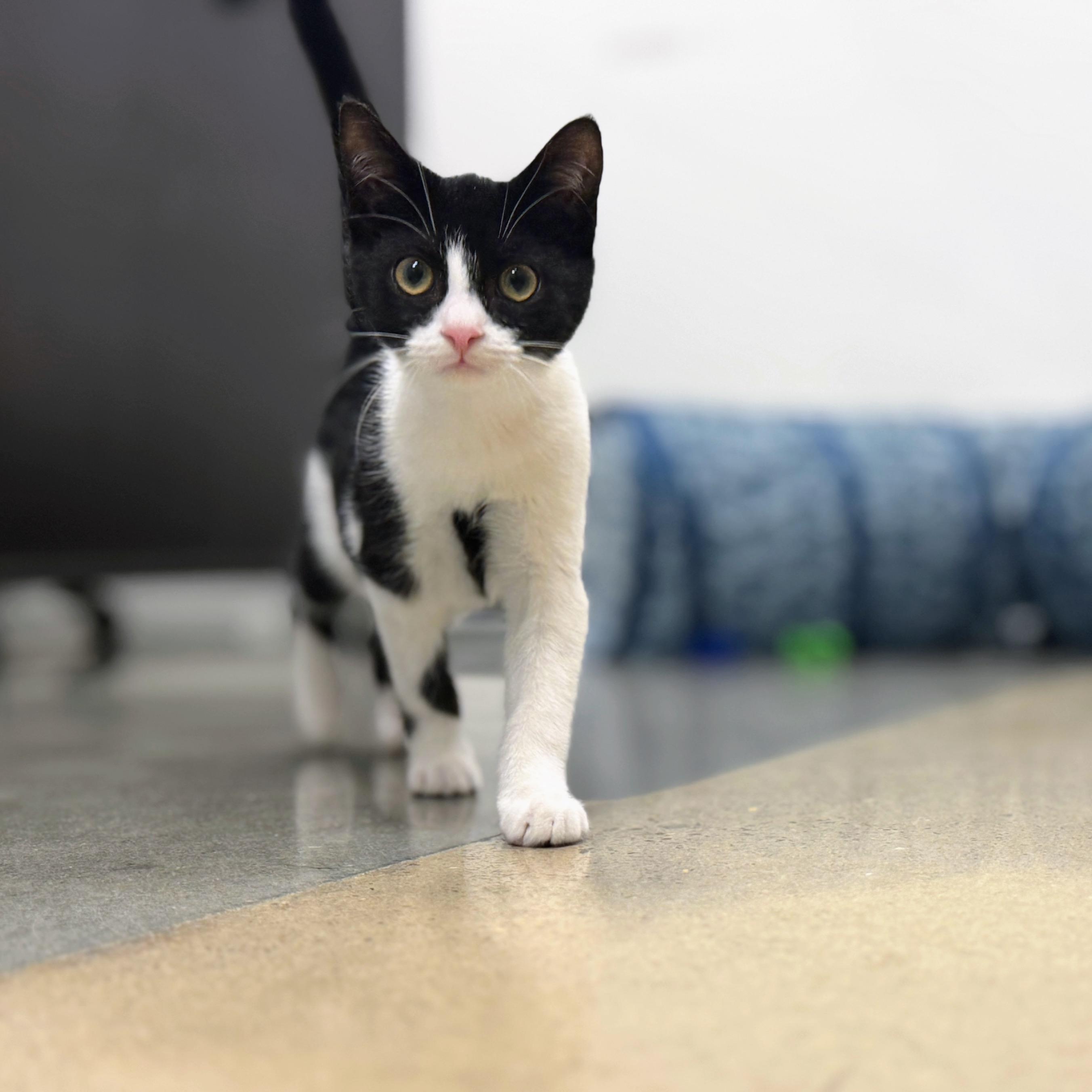 Enlarge Rugelach, a ADOPTABLE Domestic Short Hair in Apex, NC image 3/5