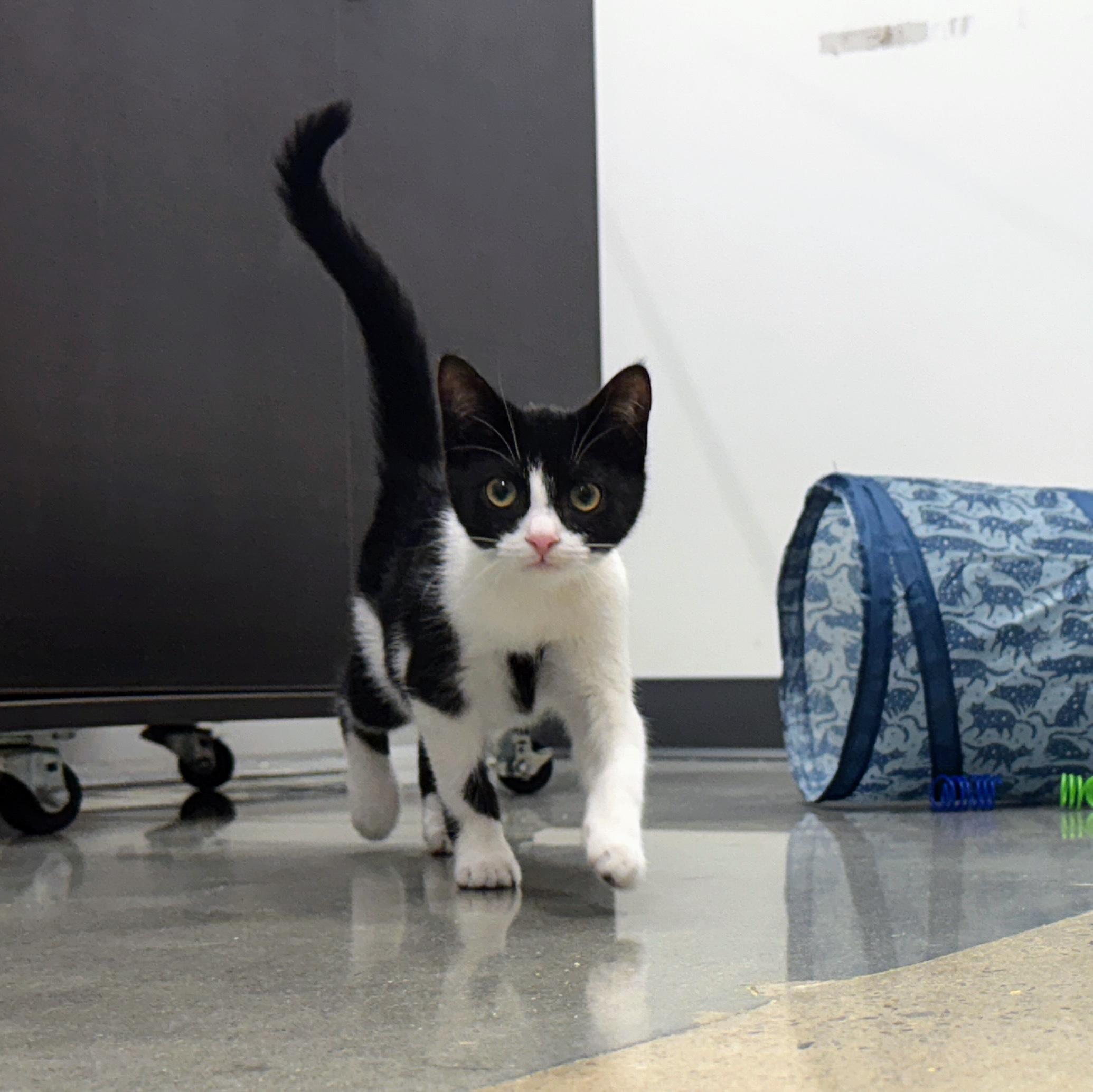 Rugelach, ADOPTABLE, Kitten Female Domestic Short Hair.