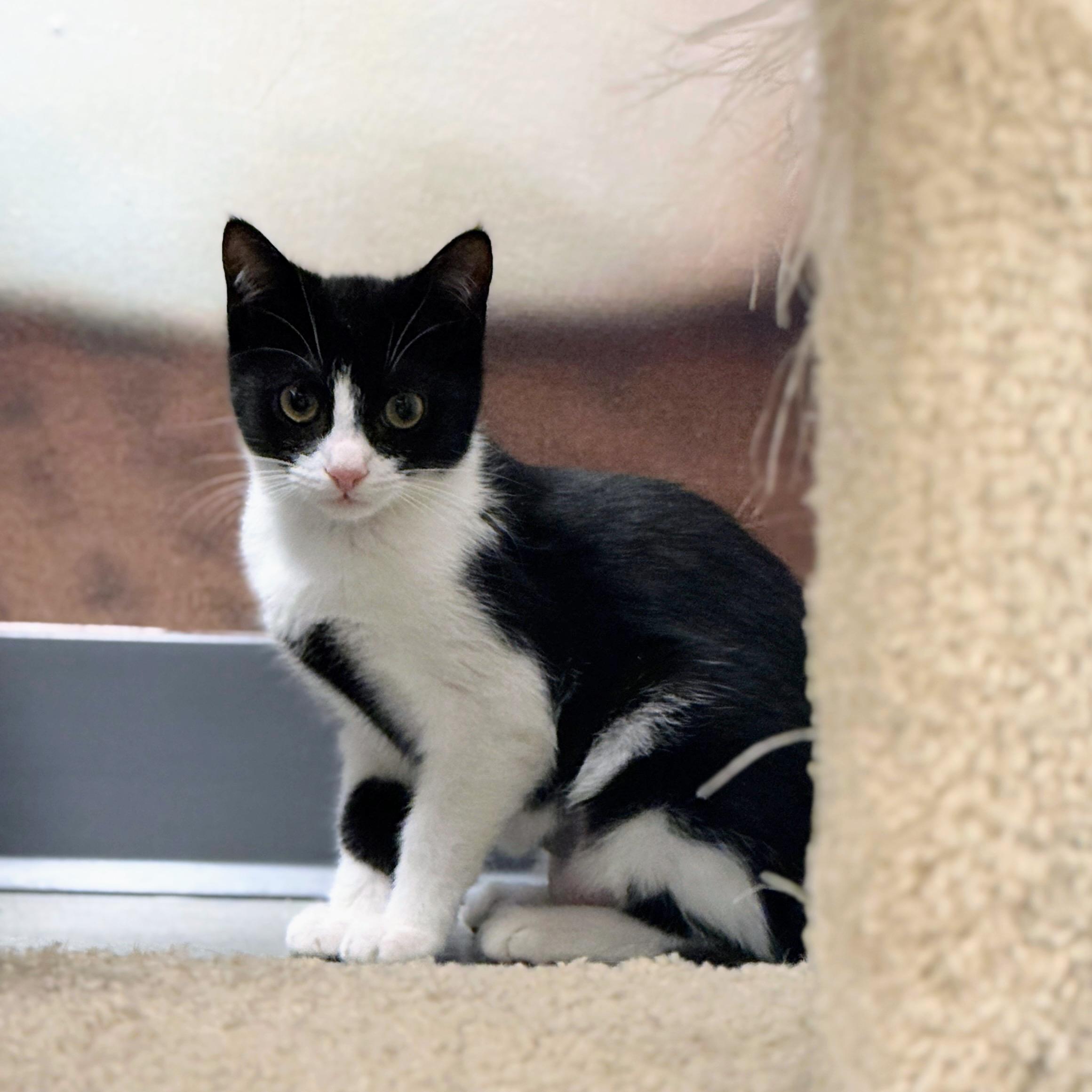 Enlarge Rugelach, a ADOPTABLE Domestic Short Hair in Apex, NC image 2/5