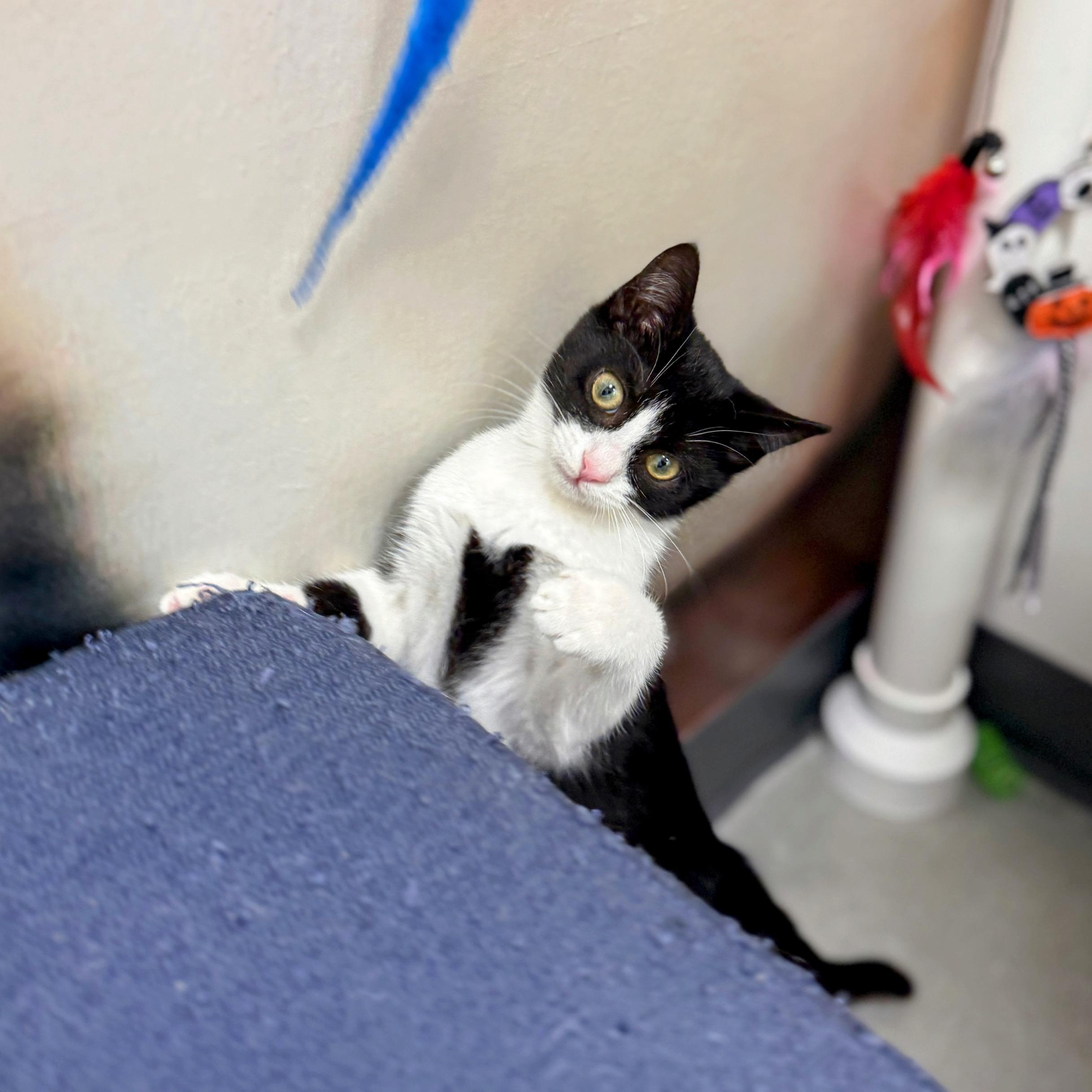 Enlarge Rugelach, a ADOPTABLE Domestic Short Hair in Apex, NC image 4/5