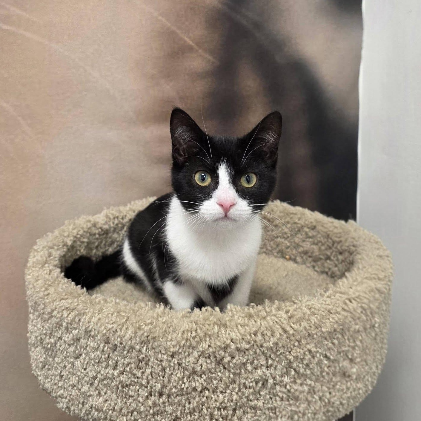 Enlarge Rugelach, a ADOPTABLE Domestic Short Hair in Apex, NC image 5/5