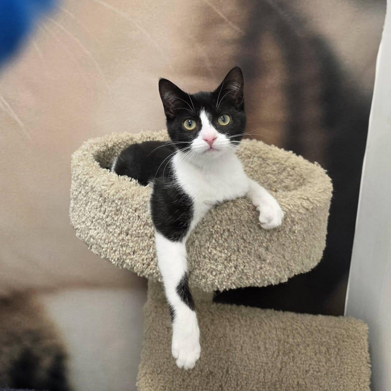 Rugelach, ADOPTABLE, Kitten Female Domestic Short Hair.