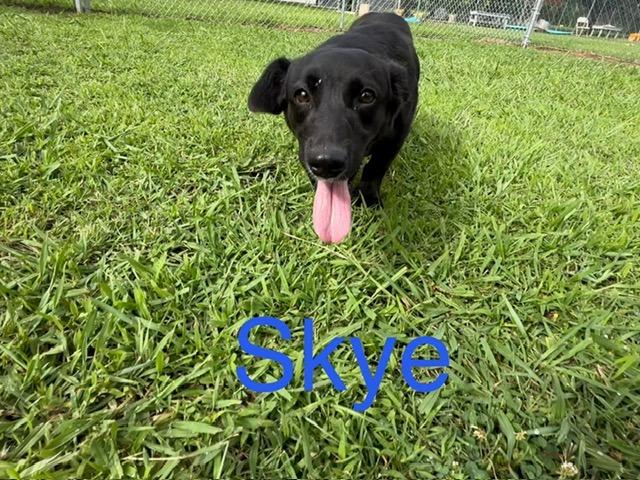 Skye, a Adoptable mixed breed in Ada, OK image 1/6