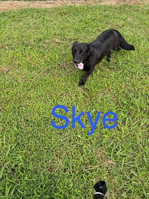 Skye, a Adoptable mixed breed in Ada, OK image 2/6