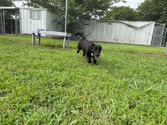 Skye, a Adoptable mixed breed in Ada, OK image 4/6