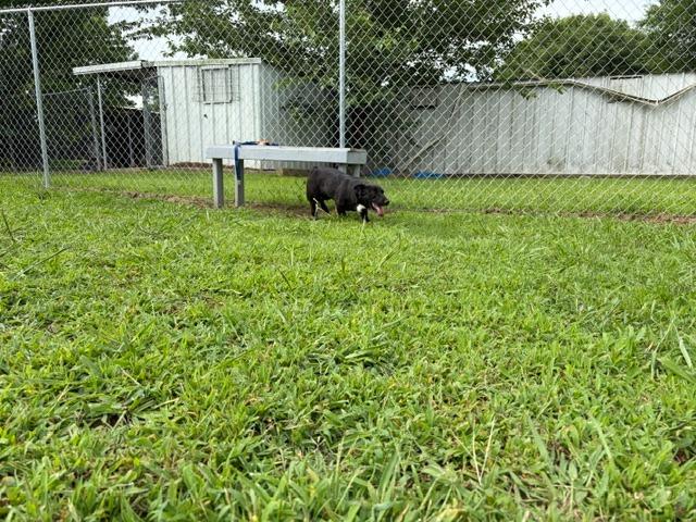 Skye, a Adoptable mixed breed in Ada, OK image 5/6