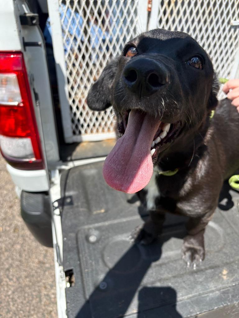 Skye, a Adoptable mixed breed in Ada, OK image 6/6