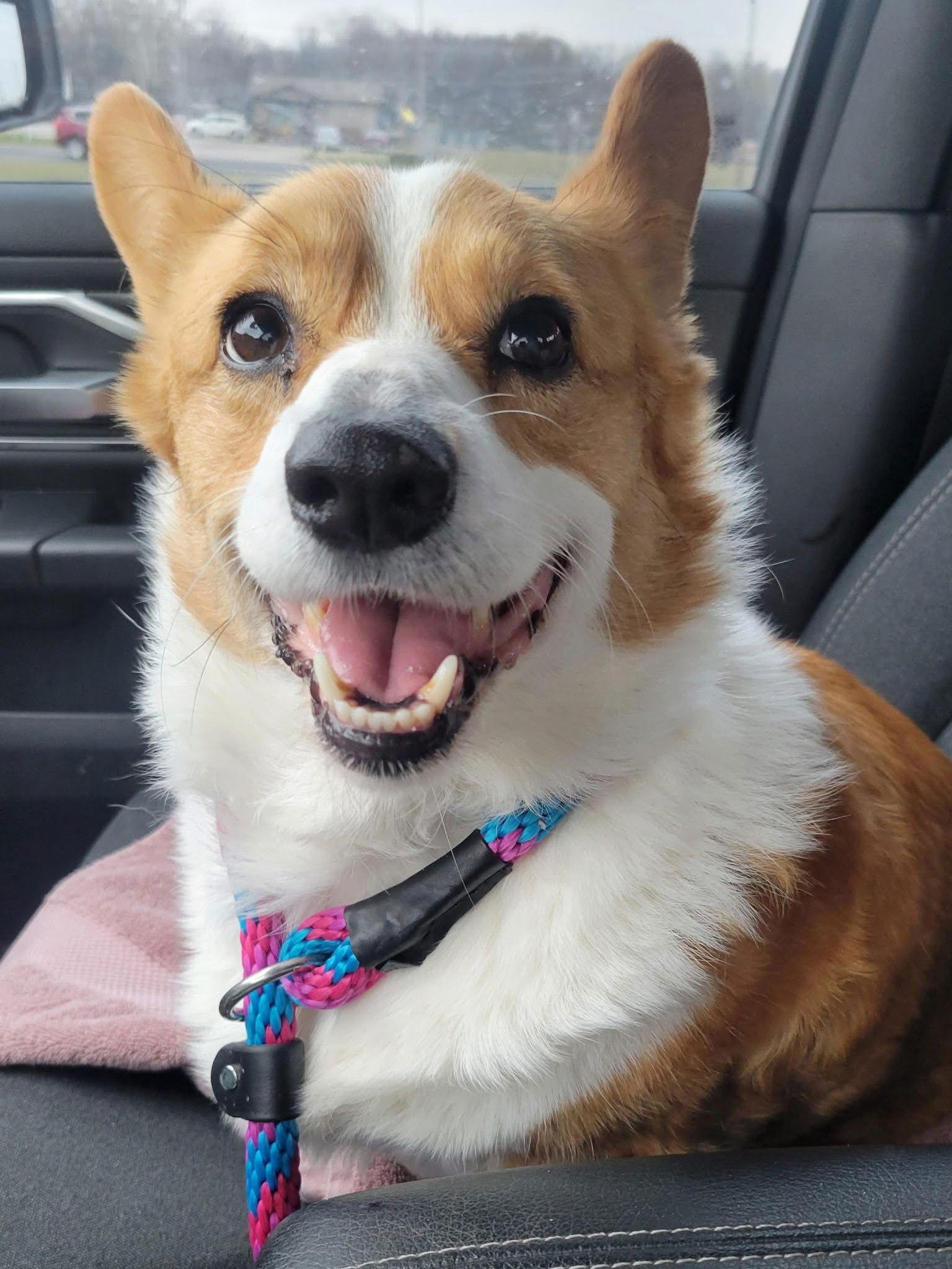 Enlarge Biggie, a Adopted Corgi in Denver, CO image 1/3
