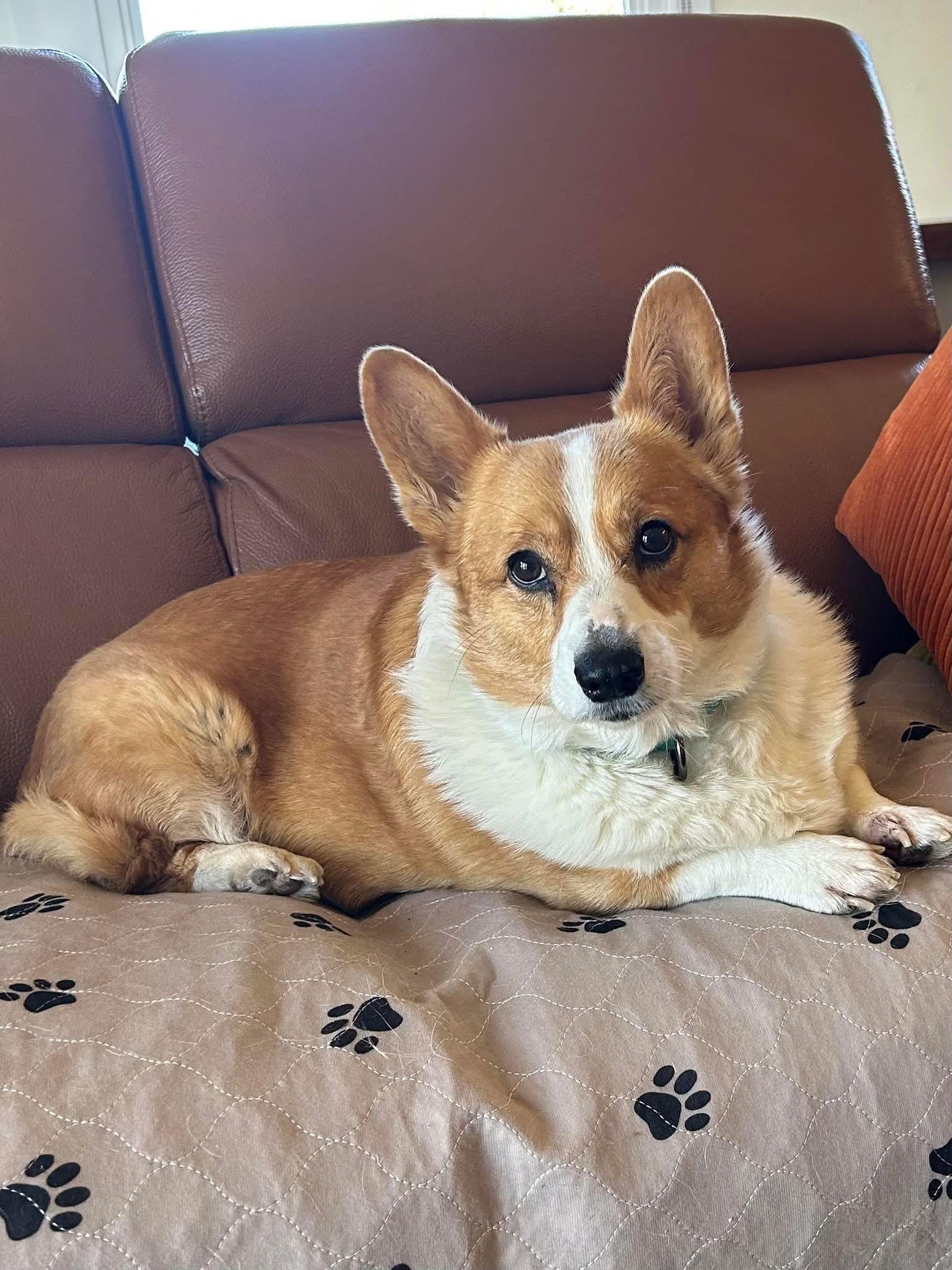 Enlarge Biggie, a Adopted Corgi in Denver, CO image 2/3