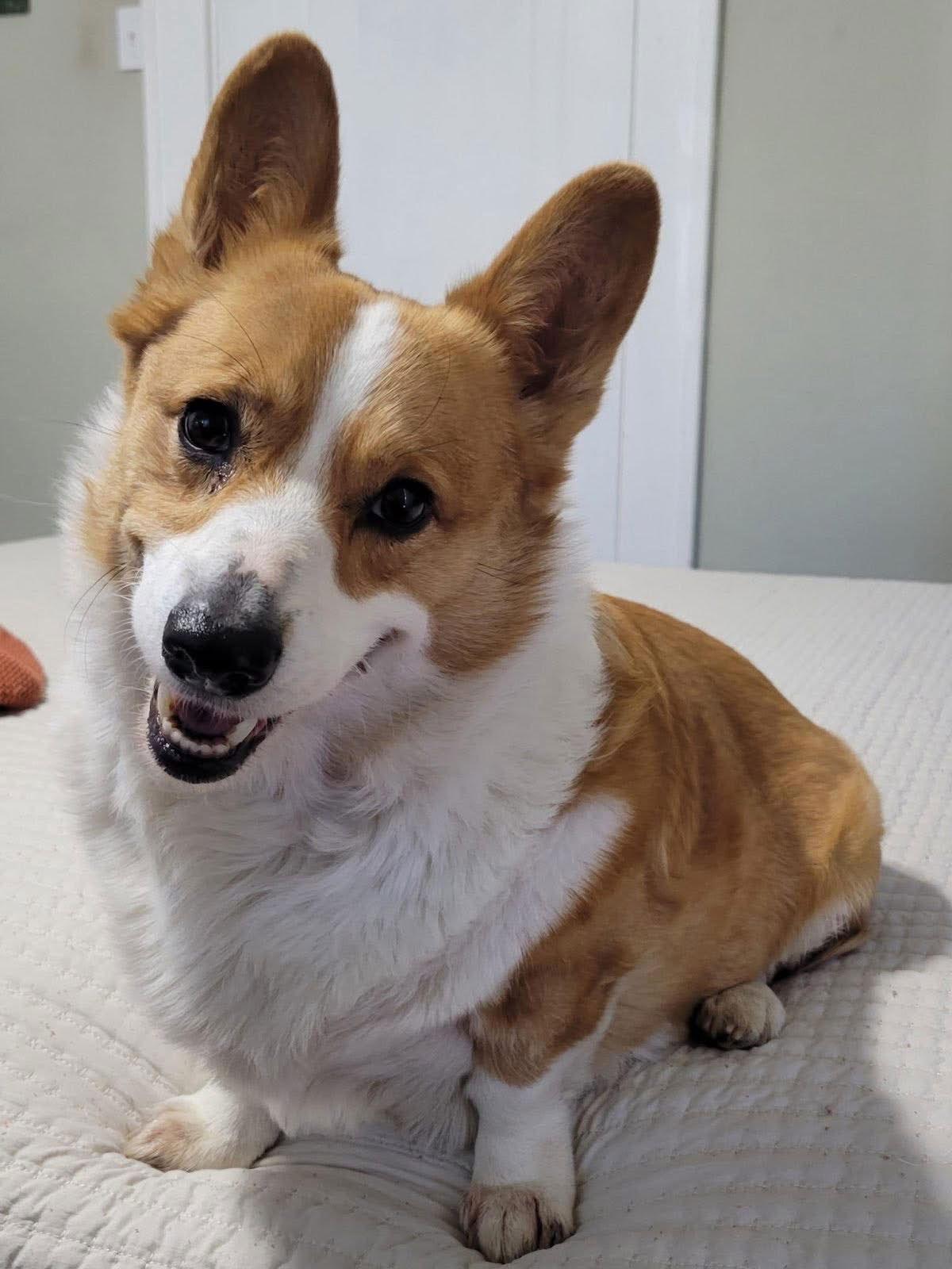 Enlarge Biggie, a Adopted Corgi in Denver, CO image 3/3