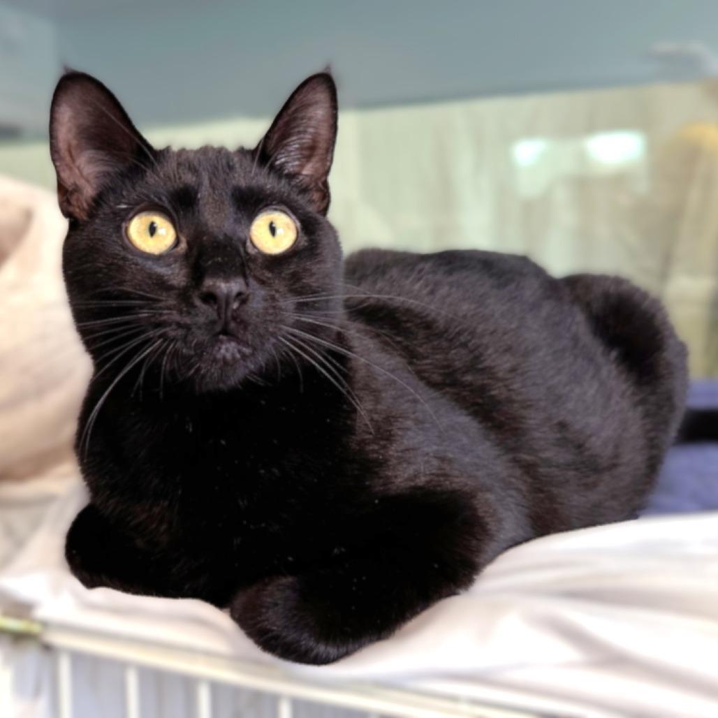 Justice, Adoptable, Adult Male Domestic Short Hair.