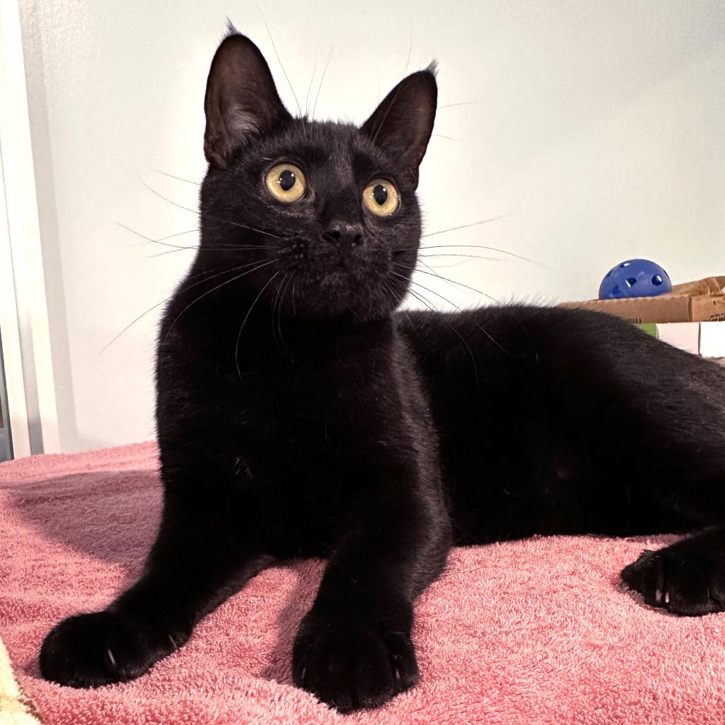 Justice, a Adoptable Domestic Short Hair in Milbank, SD image 2/6