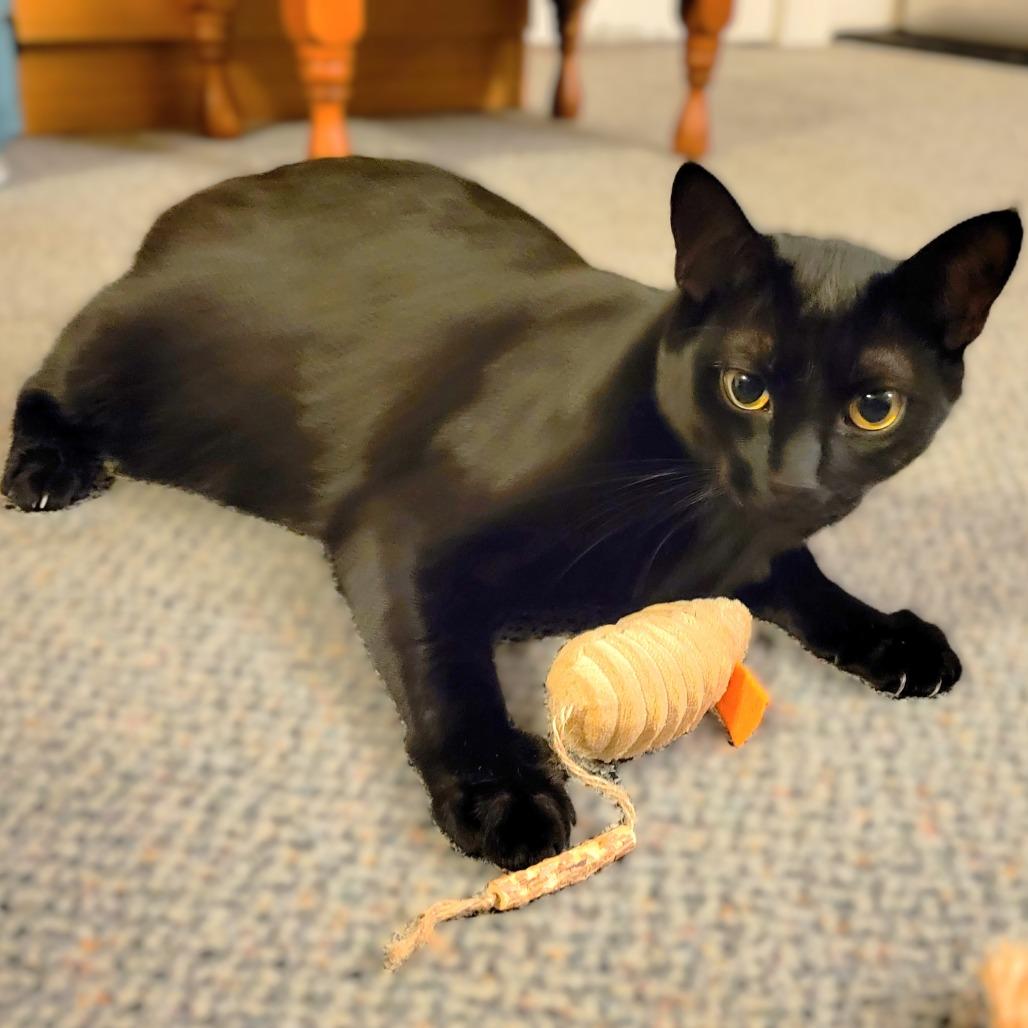 Justice, a Adoptable Domestic Short Hair in Milbank, SD image 3/6