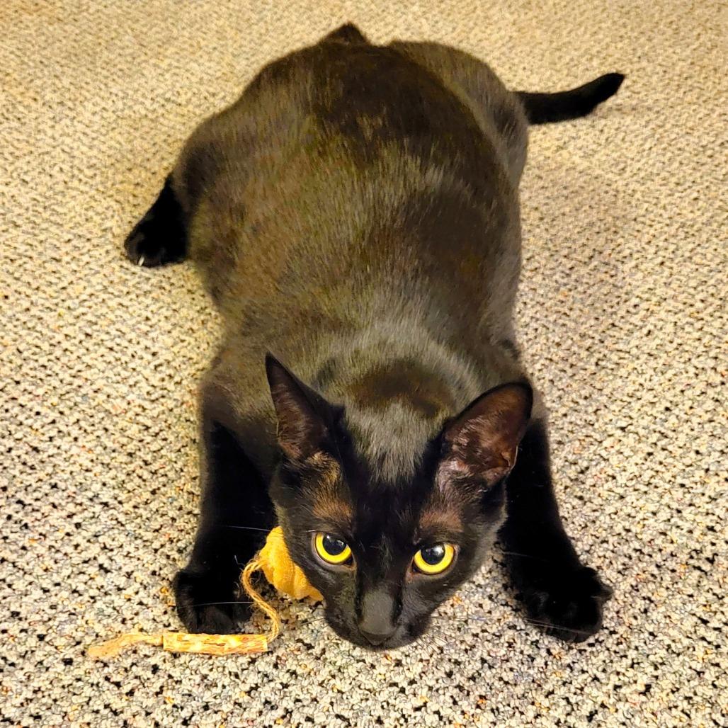 Justice, a Adoptable Domestic Short Hair in Milbank, SD image 4/6