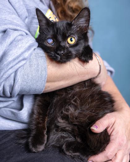 Enlarge Winky, a Adoptable mixed breed in El Dorado Hills, CA image 1/2