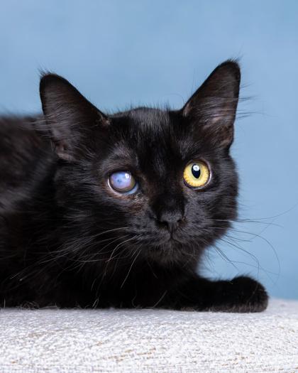 Winky, Adoptable, Kitten Female Domestic Medium Hair & Domestic Short Hair.