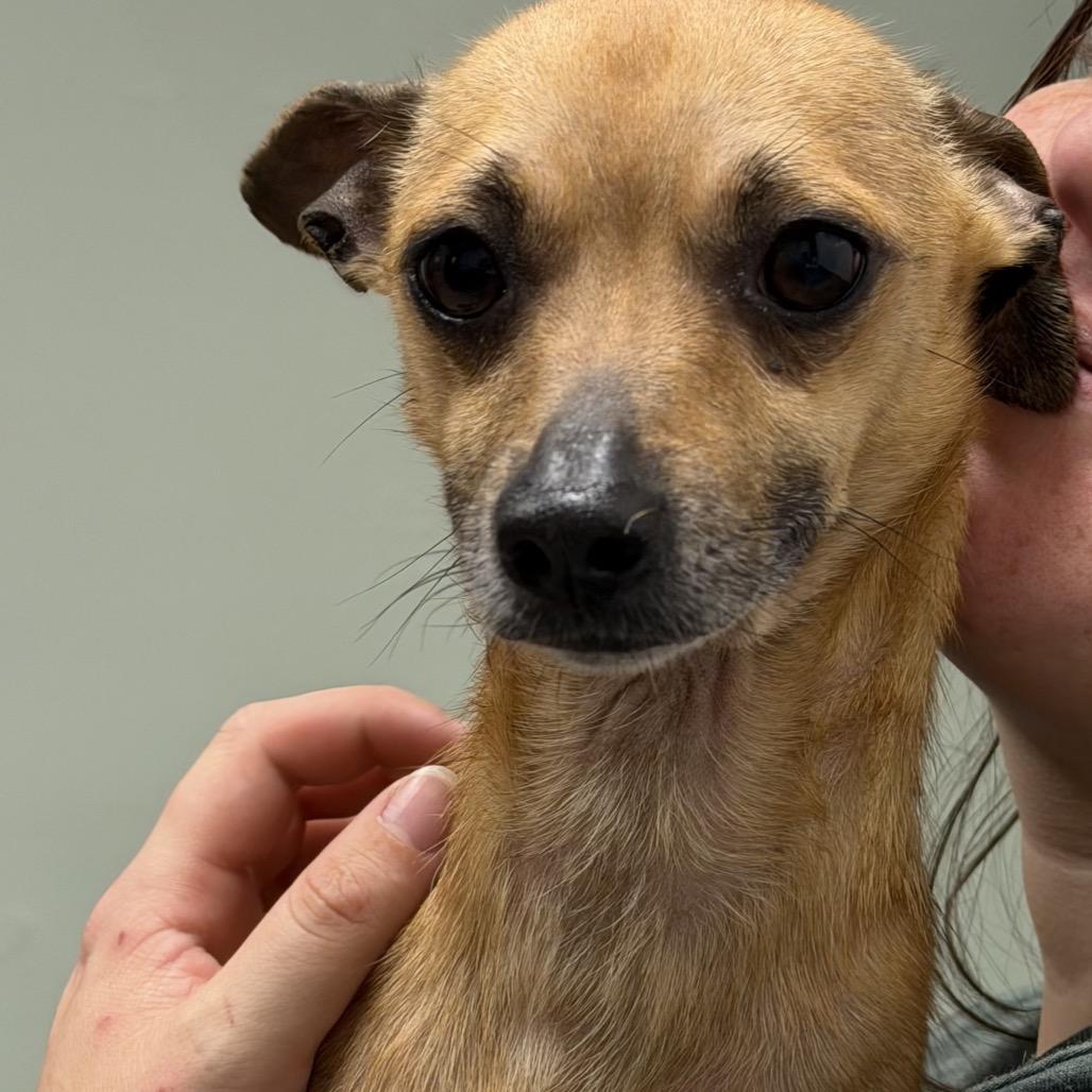Enlarge Twix, a Adoptable mixed breed in Waldorf, MD image 2/2