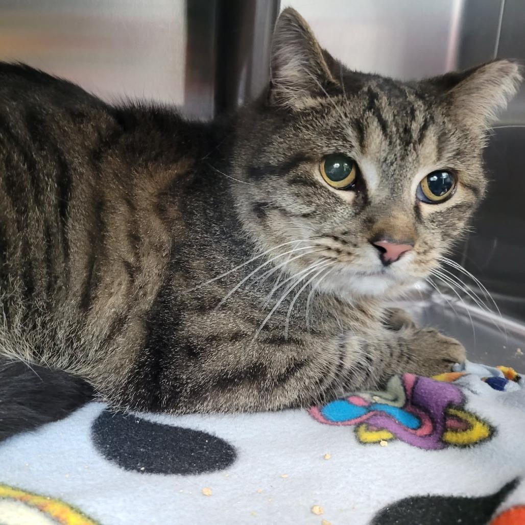 Enlarge Momma Cat, a Adoptable Domestic Short Hair in Las Vegas, NV image 1/2