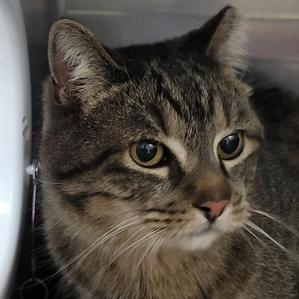 Enlarge Momma Cat, a Adoptable Domestic Short Hair in Las Vegas, NV image 2/2