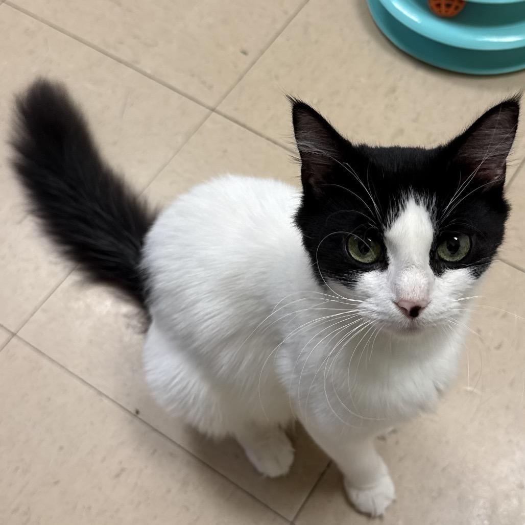 Paris, Adoptable, Young Female Domestic Medium Hair.