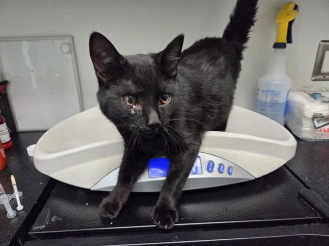 GWEN, Adoptable, Young Female Domestic Short Hair.