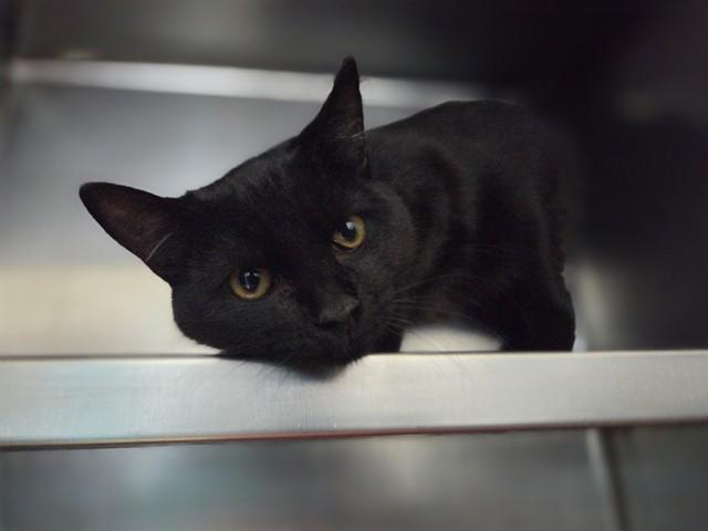 GWEN, Adoptable, Young Female Domestic Short Hair.