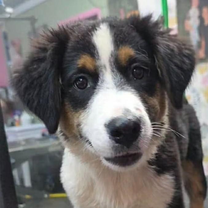 Enlarge Little Ruby (20260915-14), a Adopted Australian Shepherd in Niagara Falls, NY image 1/5