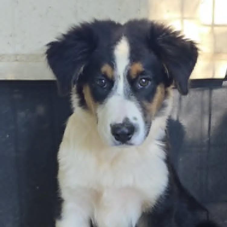 Enlarge Little Ruby (20260915-14), a Adopted Australian Shepherd in Niagara Falls, NY image 5/5