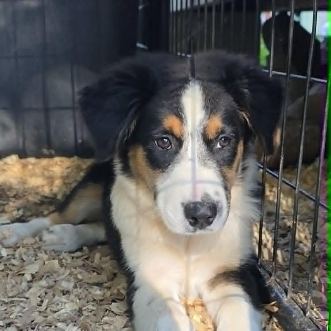 Enlarge Little Ruby (20260915-14), a Adopted Australian Shepherd in Niagara Falls, NY image 4/5