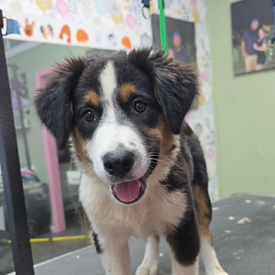 Enlarge Little Ruby (20260915-14), a Adopted Australian Shepherd in Niagara Falls, NY image 2/5