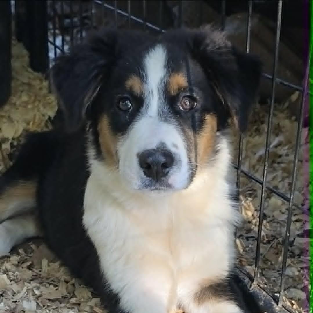 Enlarge Little Ruby (20260915-14), a Adopted Australian Shepherd in Niagara Falls, NY image 3/5