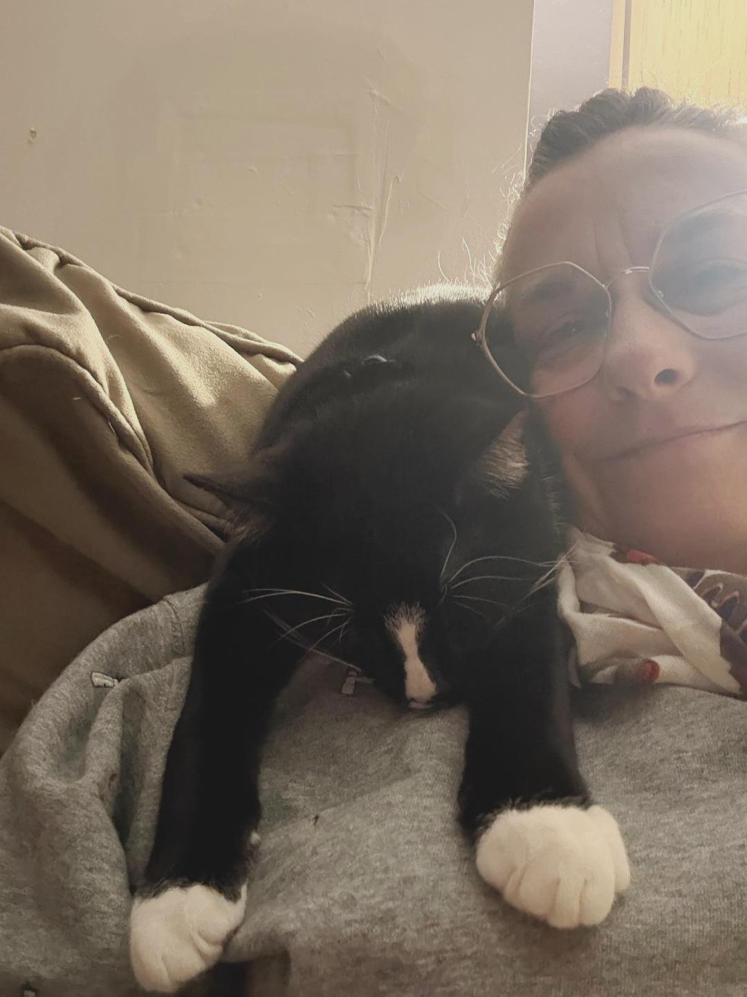 Melvin, a Adoptable Domestic Short Hair in Rootstown, OH image 1/3