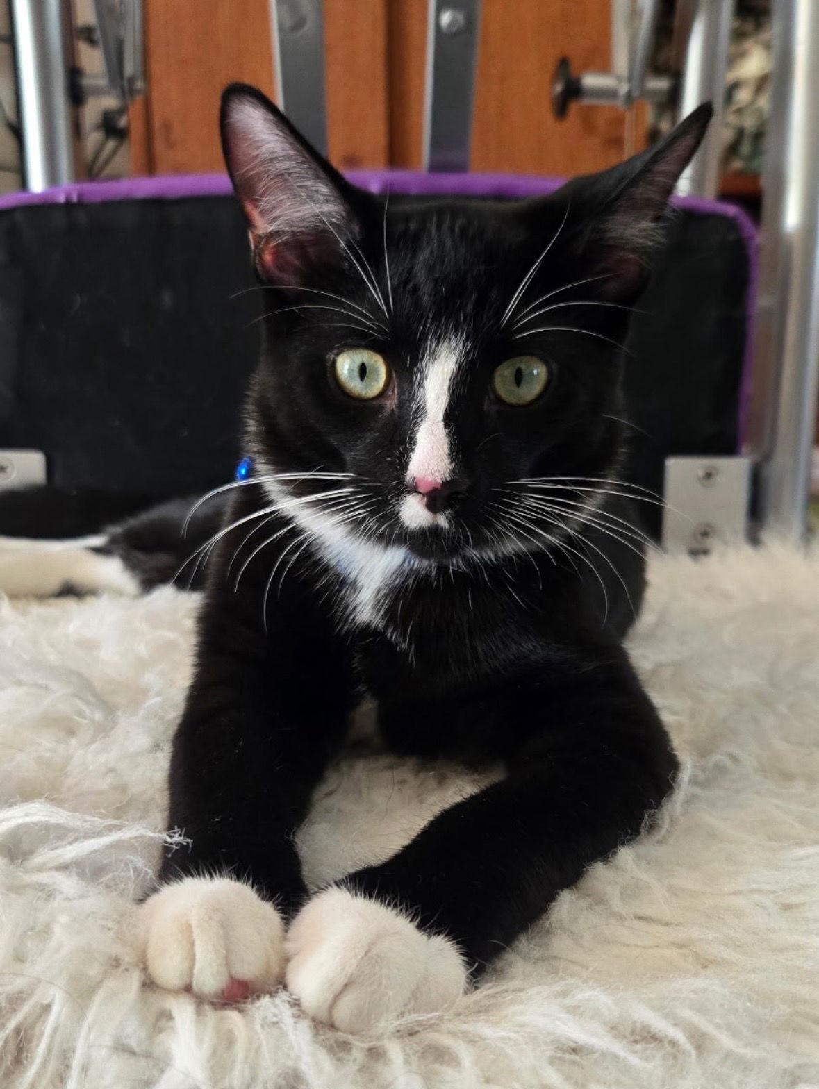 Enlarge Melvin, a Adopted Domestic Short Hair in Rootstown, OH image 1/4