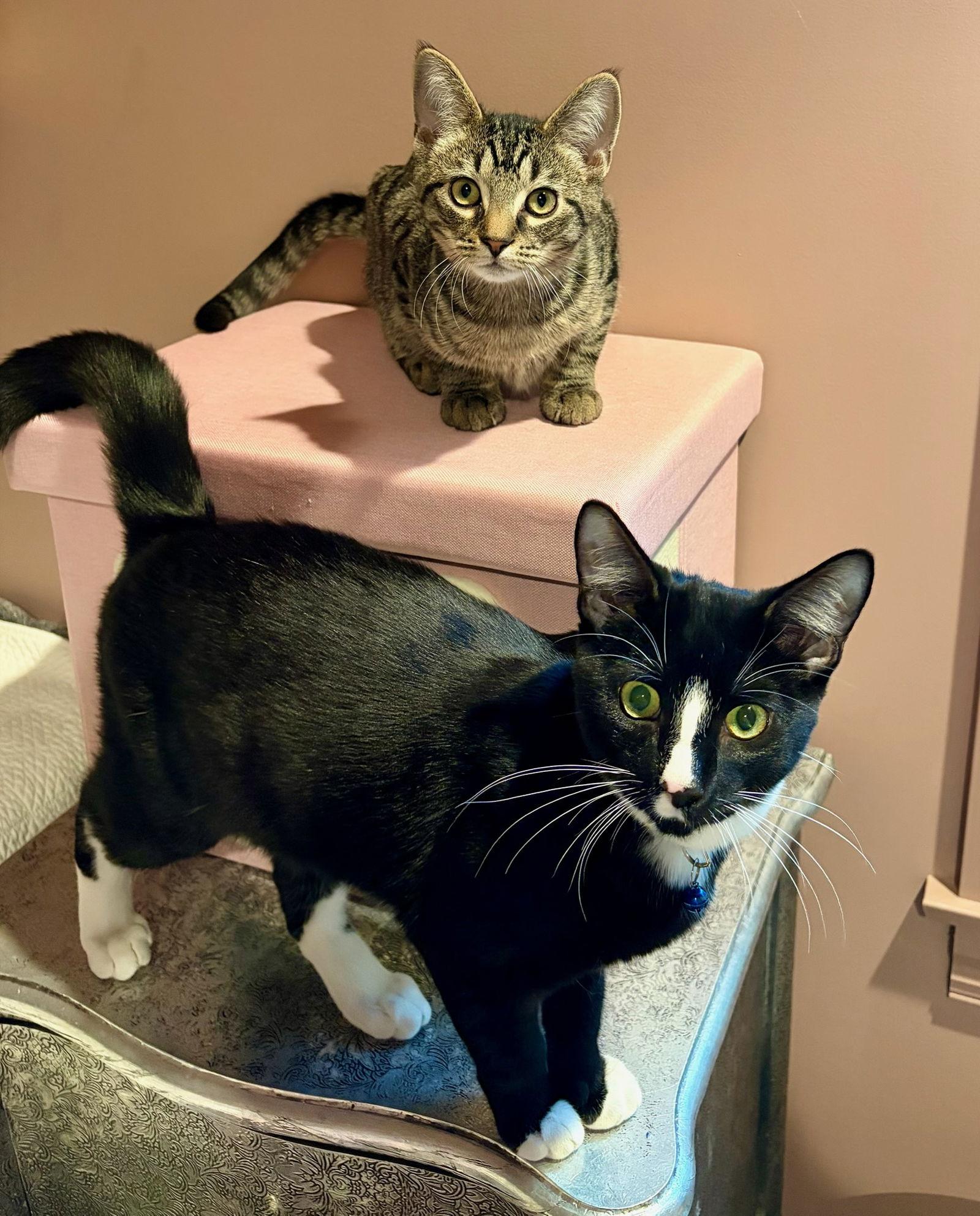 Enlarge Melvin, a Adoptable Domestic Short Hair in Rootstown, OH image 1/3