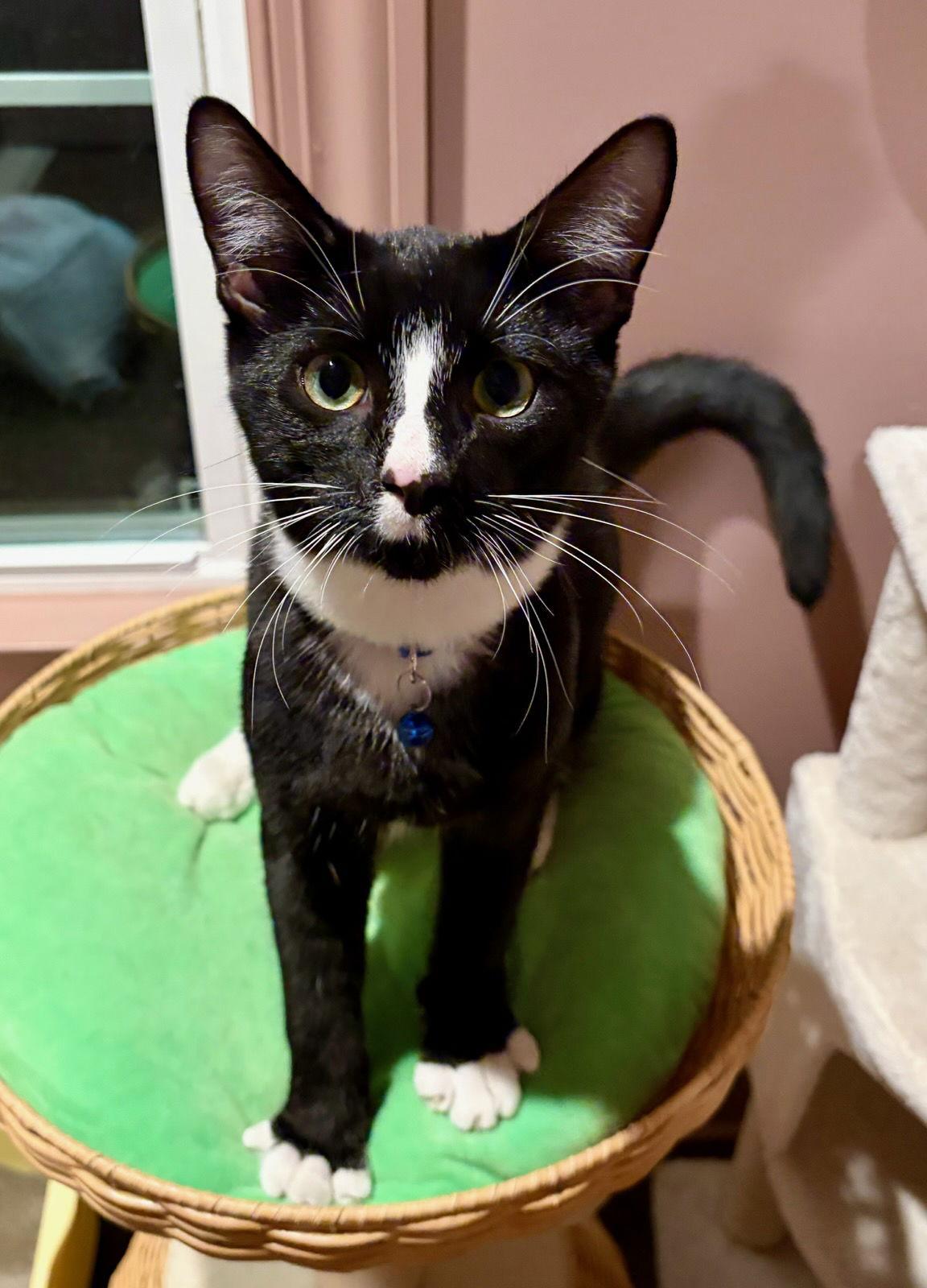 Enlarge Melvin, a Adoptable Domestic Short Hair in Rootstown, OH image 3/3