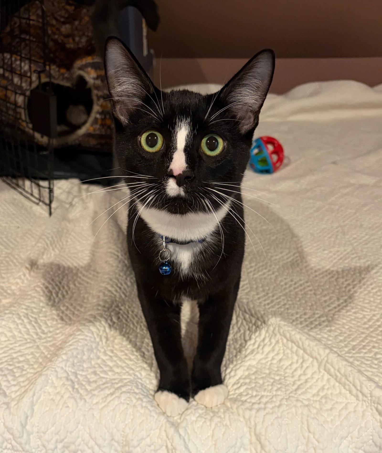 Enlarge Melvin, a Adopted Domestic Short Hair in Rootstown, OH image 4/4