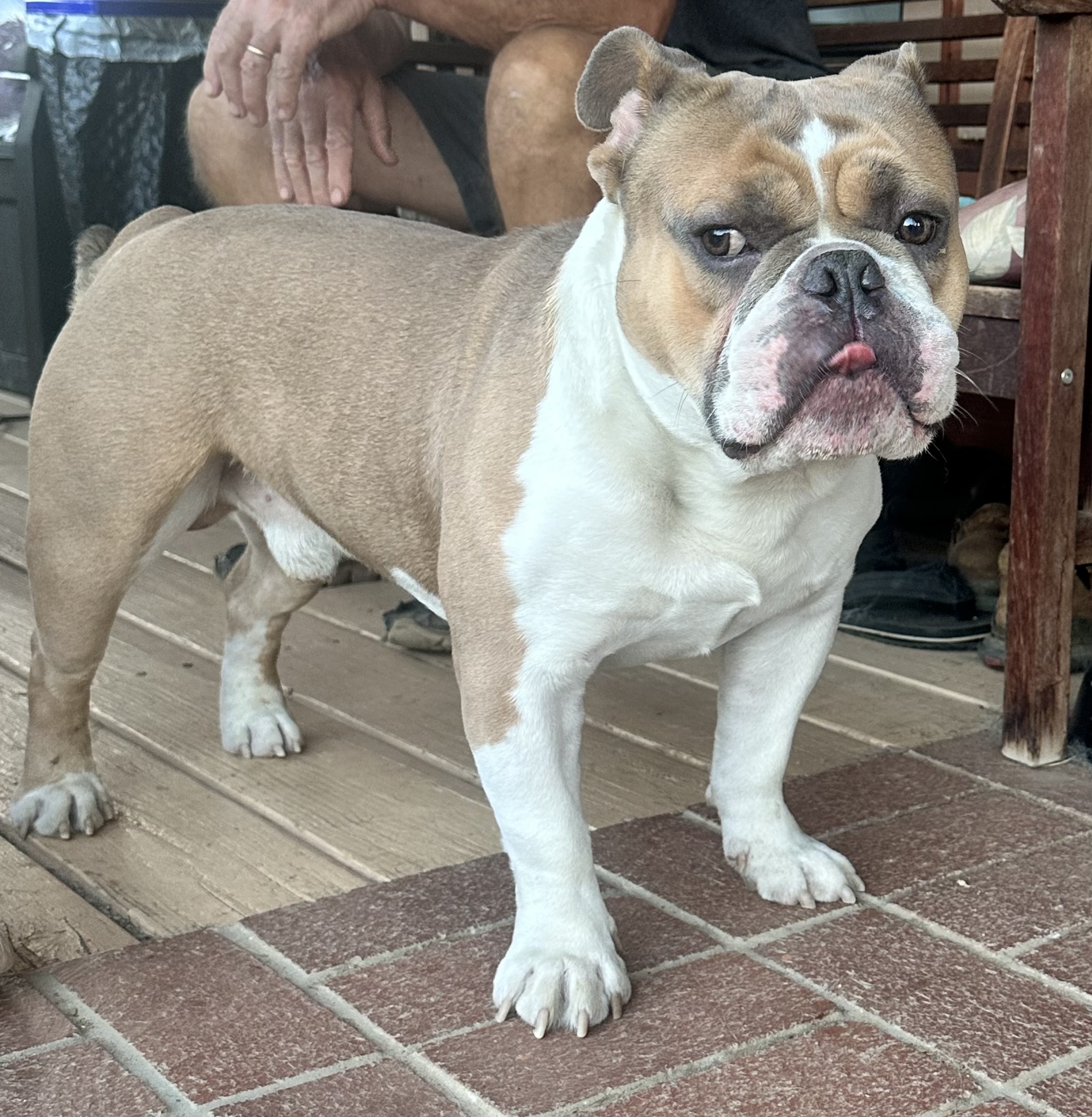 Lil Man, Adoptable, Adult Male English Bulldog.