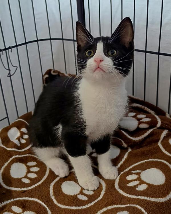 Bianca, Adoptable, Kitten Female Domestic Short Hair.