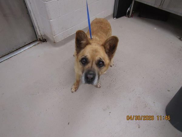 Enlarge Forrest (46), a Adoptable mixed breed in Marietta, GA image 1/1
