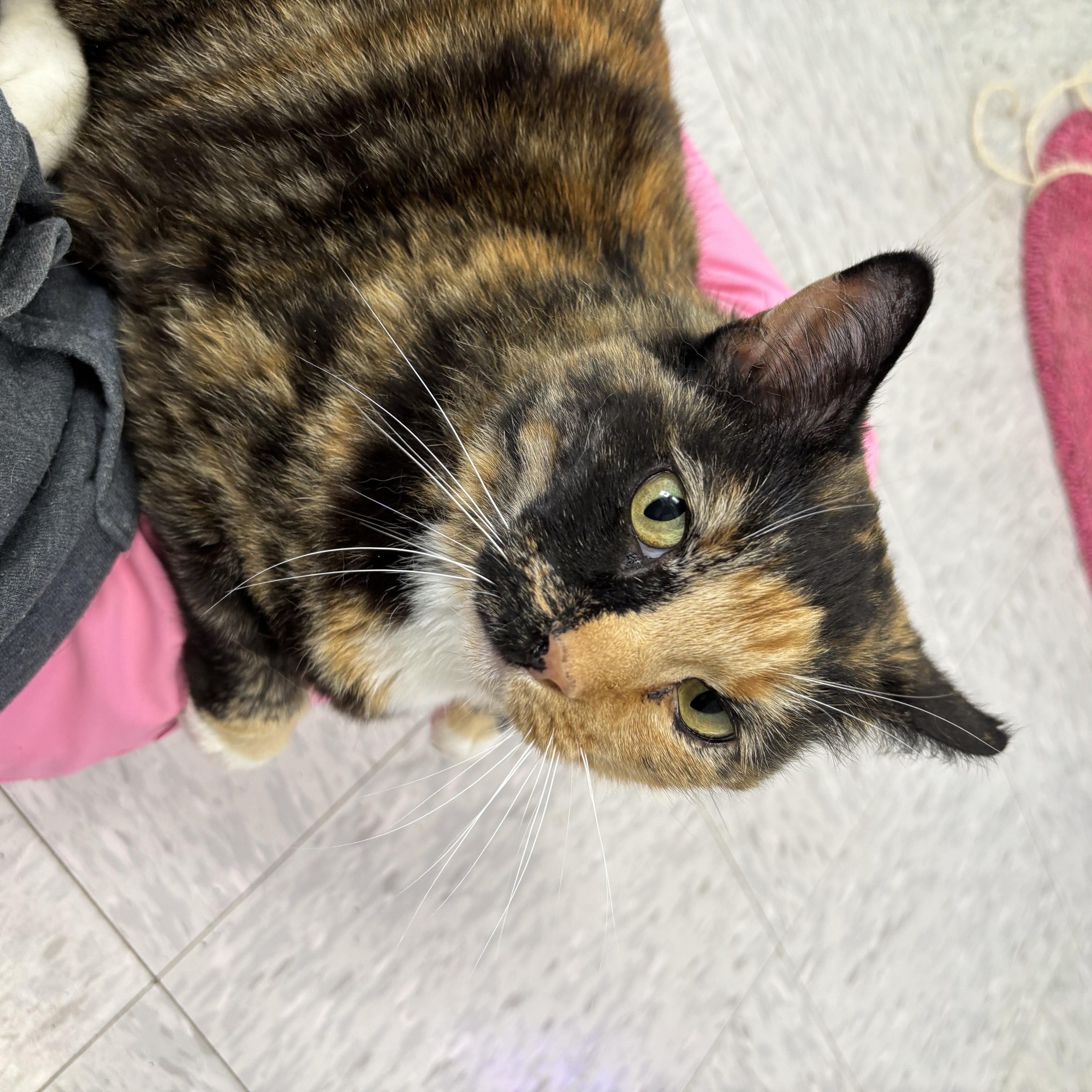 Enlarge Meekers, a ADOPTABLE Domestic Short Hair in Bardstown, KY image 4/5