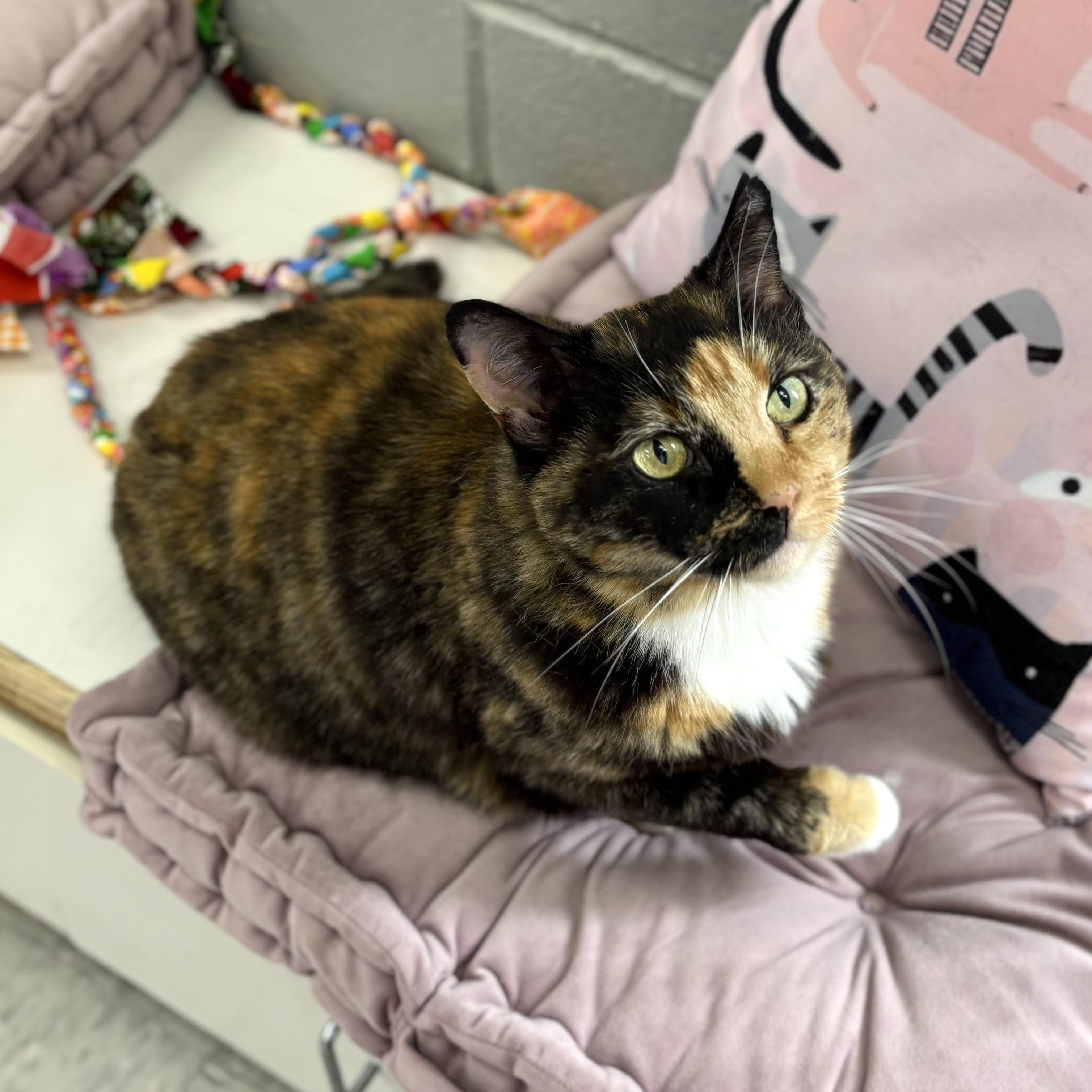Meekers, ADOPTABLE, Adult Female Domestic Short Hair.
