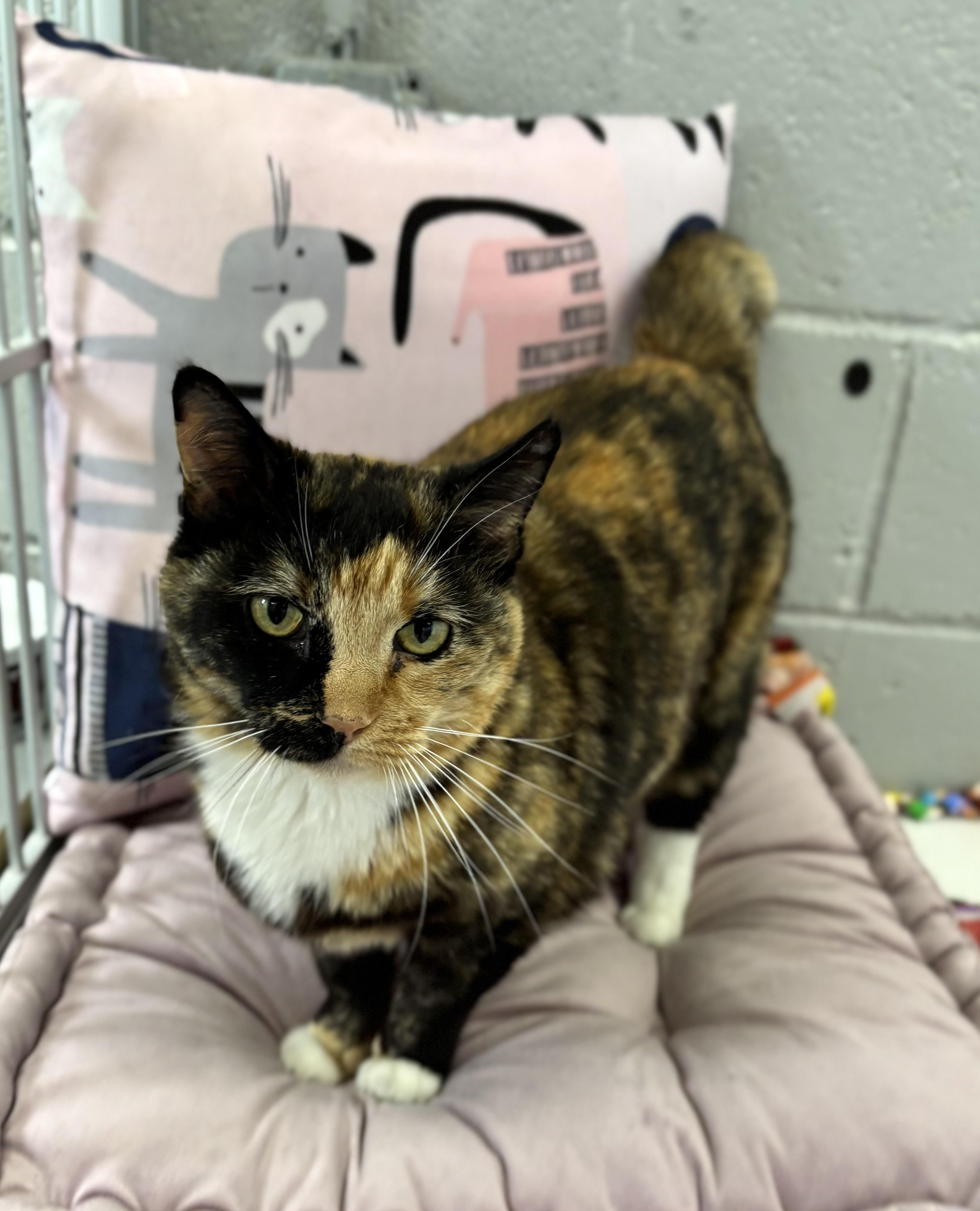 Enlarge Meekers, a ADOPTABLE Domestic Short Hair in Bardstown, KY image 3/5